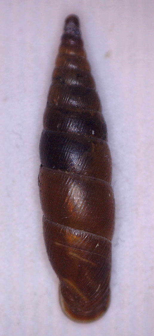 Clausiliidae da Isola della Cona (GO)